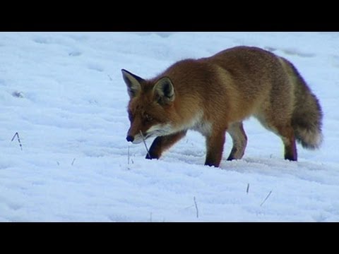 Überwinterungsstrategien von heimischen Tieren - Trailer Schulfilm Biologie